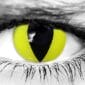 Yellow Cat Halloween Contacts
